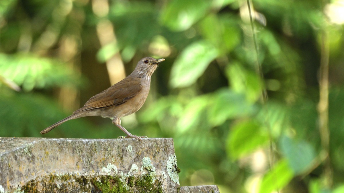 Pale-breasted Thrush - ML509400191