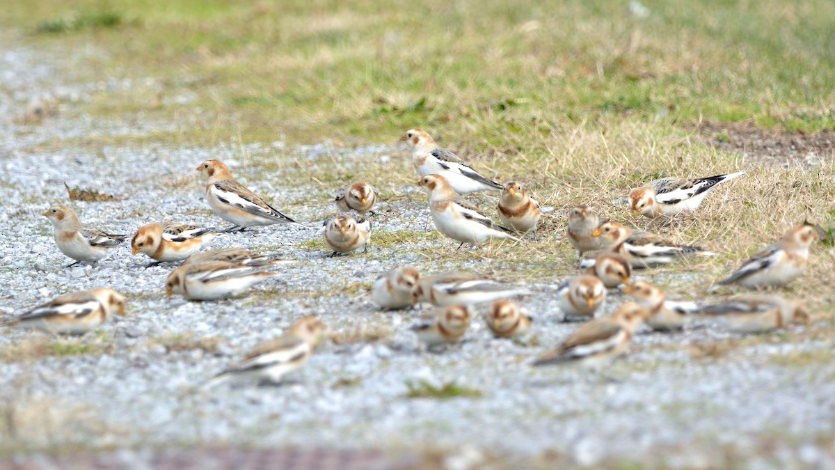Snow Bunting - Margaret Hough