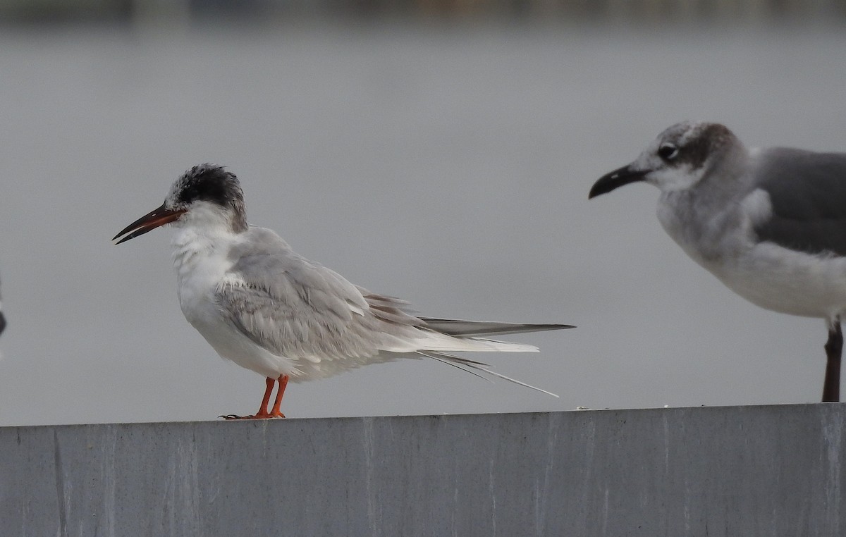 ML50940371 - Forster's Tern - Macaulay Library