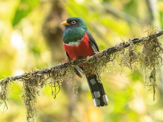  - Masked Trogon