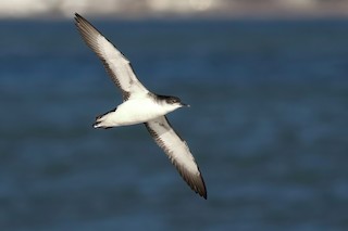  - Manx Shearwater