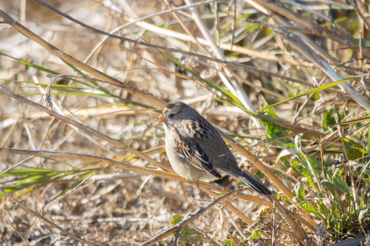 White-crowned Sparrow - ML509406941