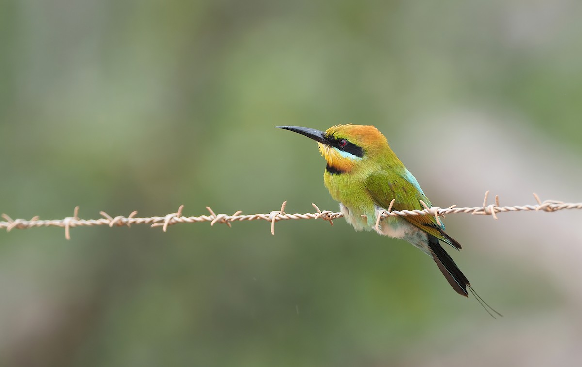Rainbow Bee-eater - ML509408881