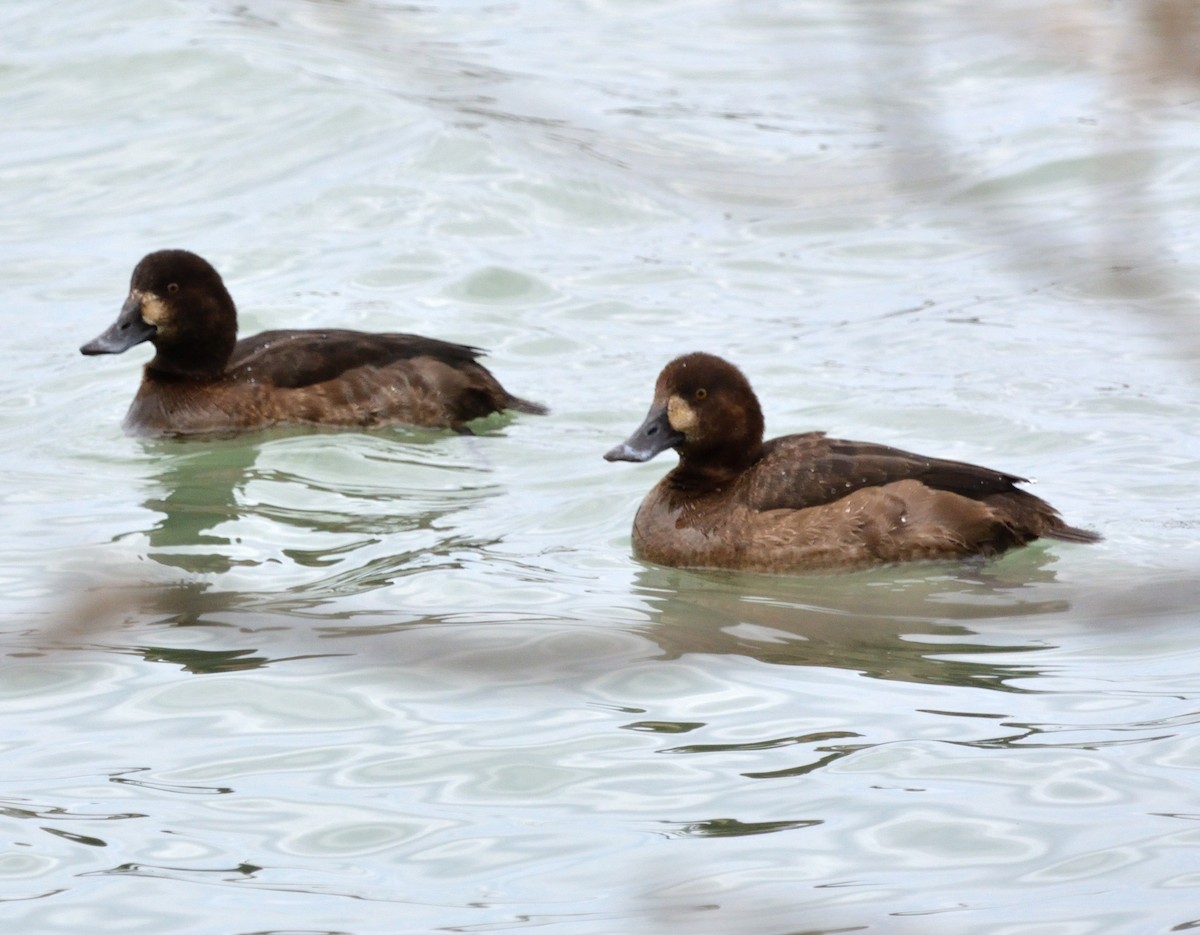 Greater Scaup - ML509411171