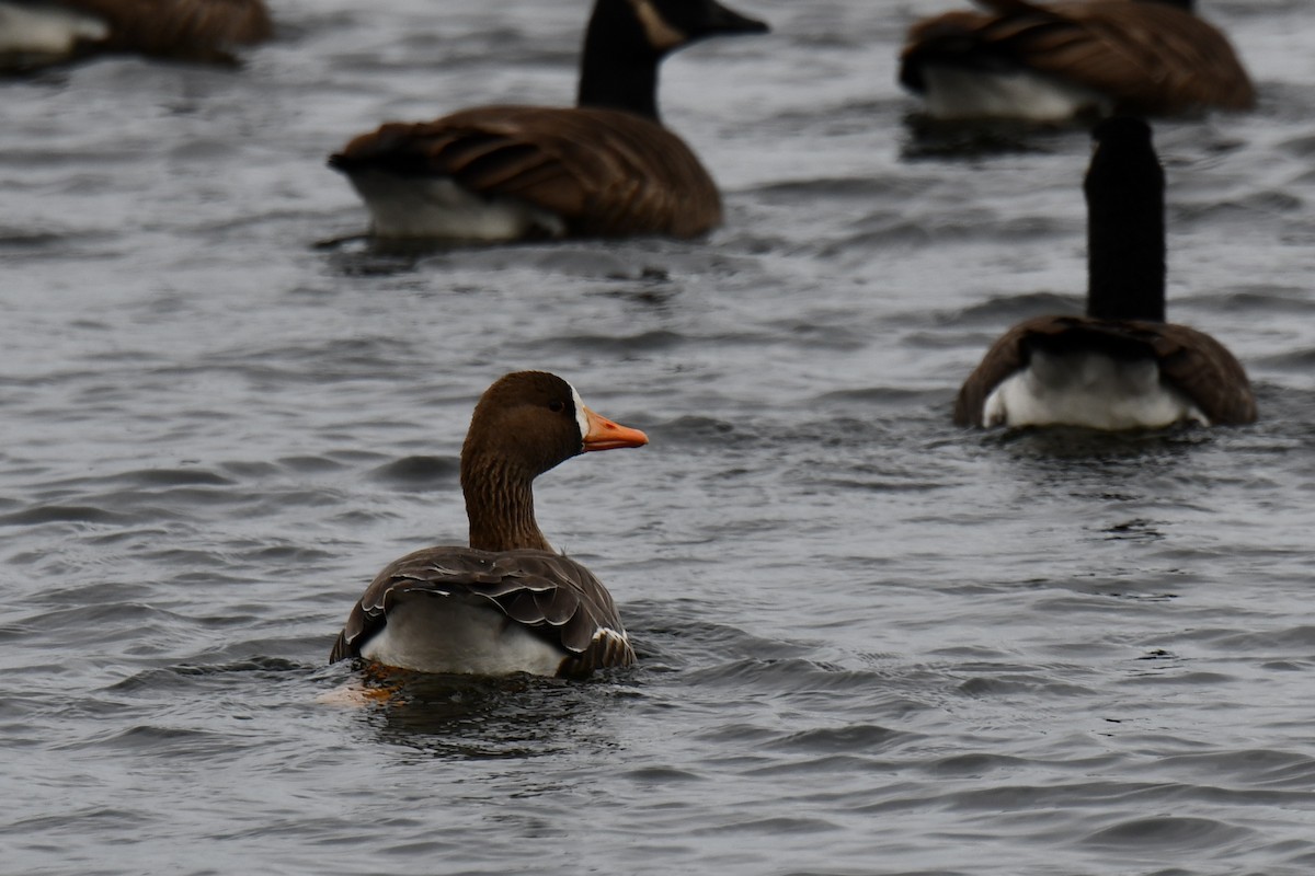 Greater White-fronted Goose - ML509414501