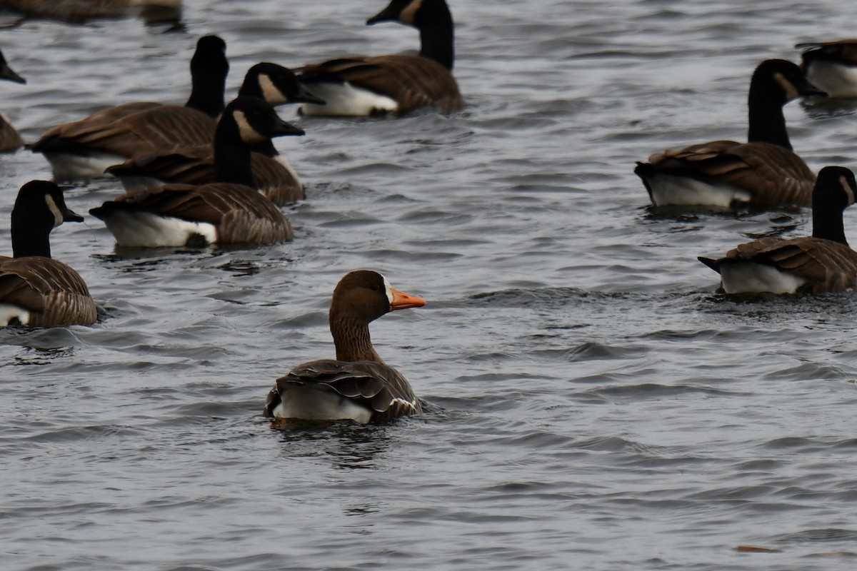 Greater White-fronted Goose - ML509414511