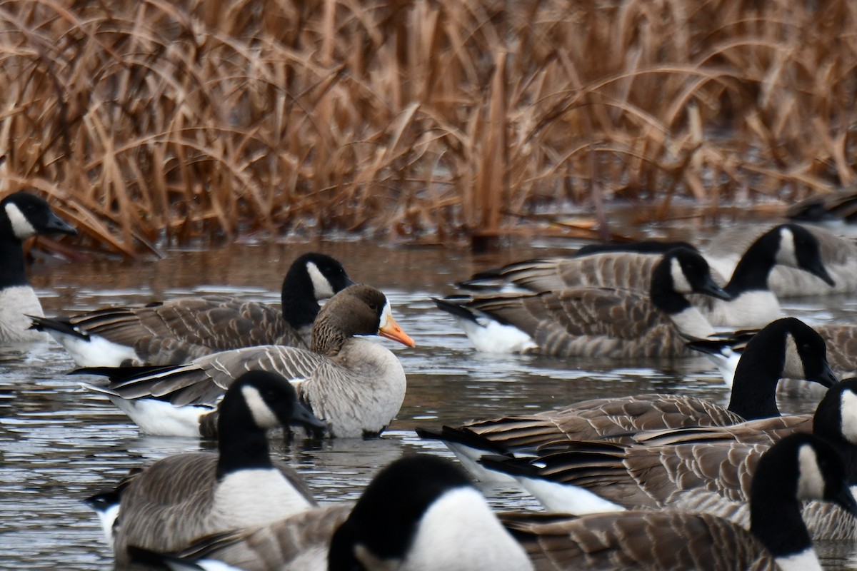 Greater White-fronted Goose - ML509414561