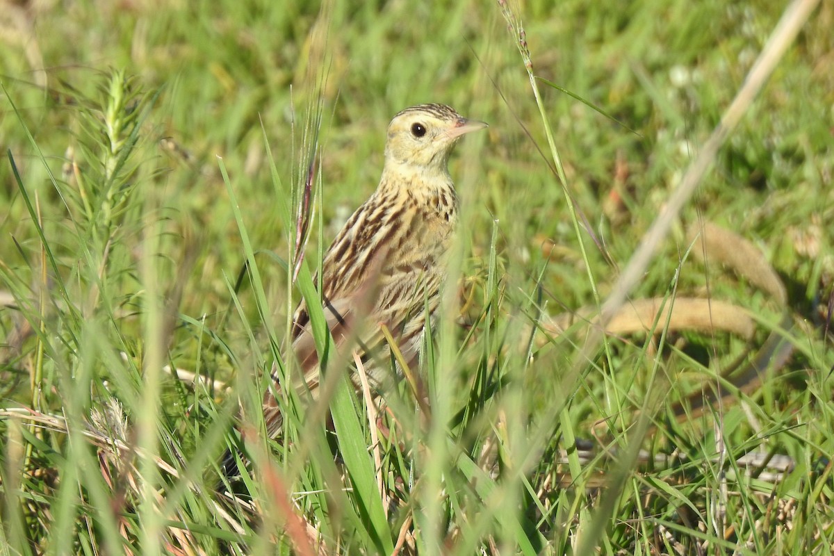 Ochre-breasted Pipit - Diego Castelli