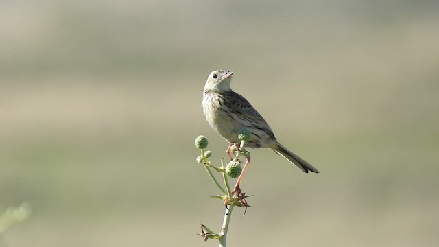 Ochre-breasted Pipit - ML509415081