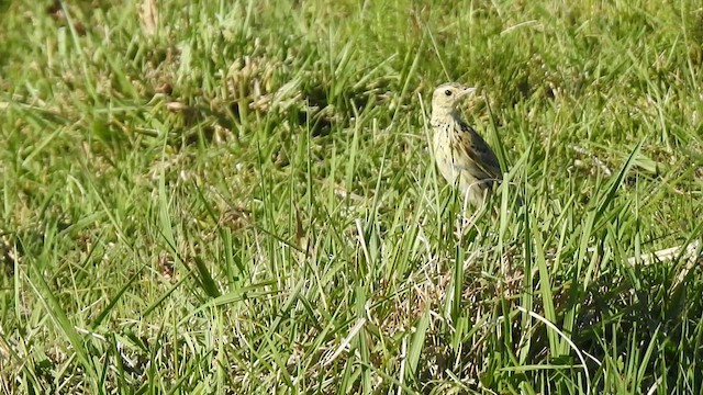 Ochre-breasted Pipit - ML509415141