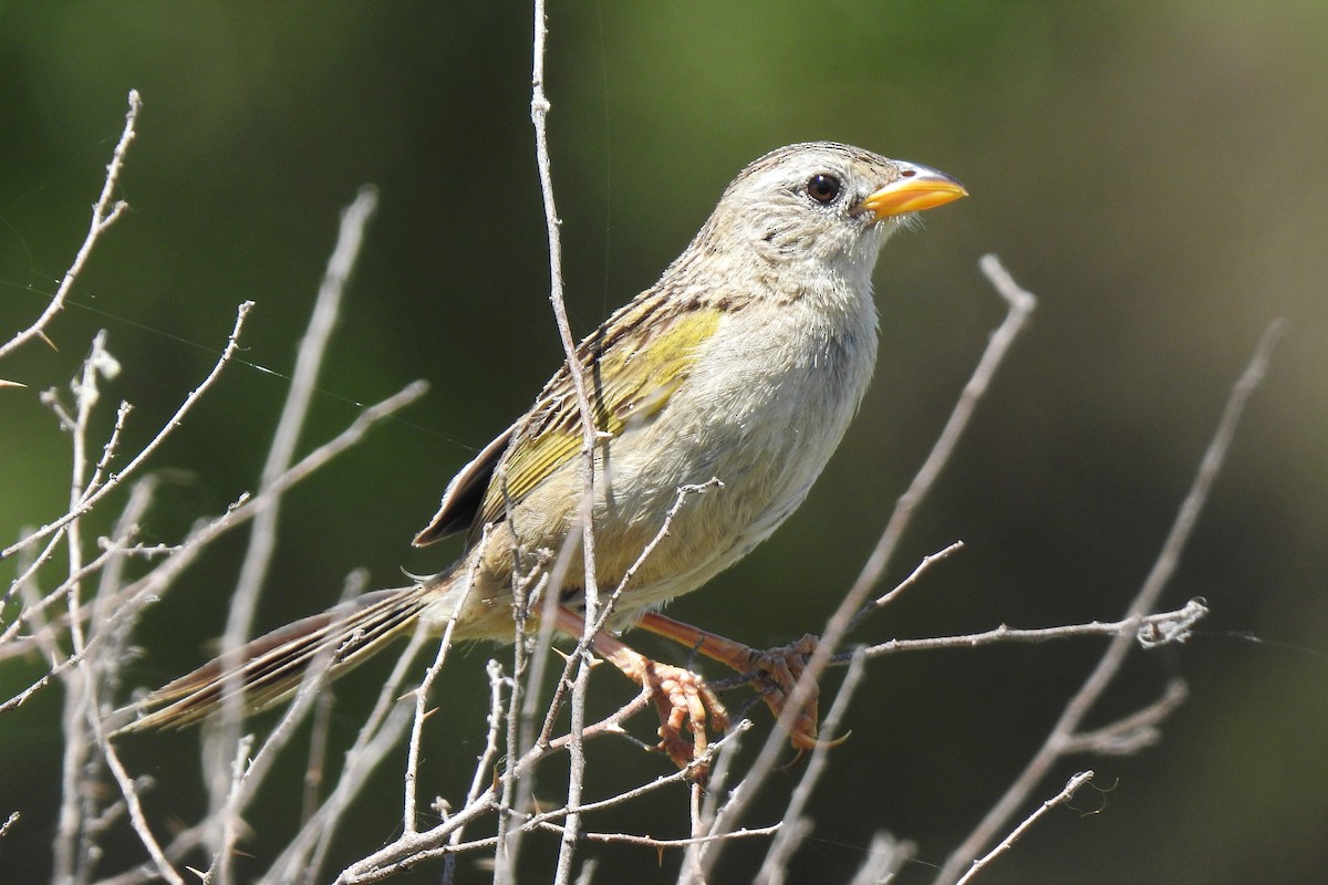 Wedge-tailed Grass-Finch - ML509415381