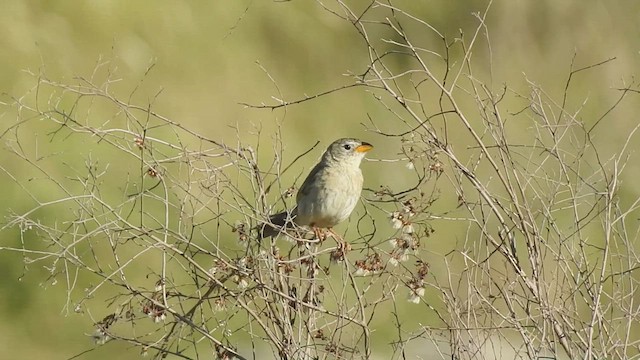 Wedge-tailed Grass-Finch - ML509415591
