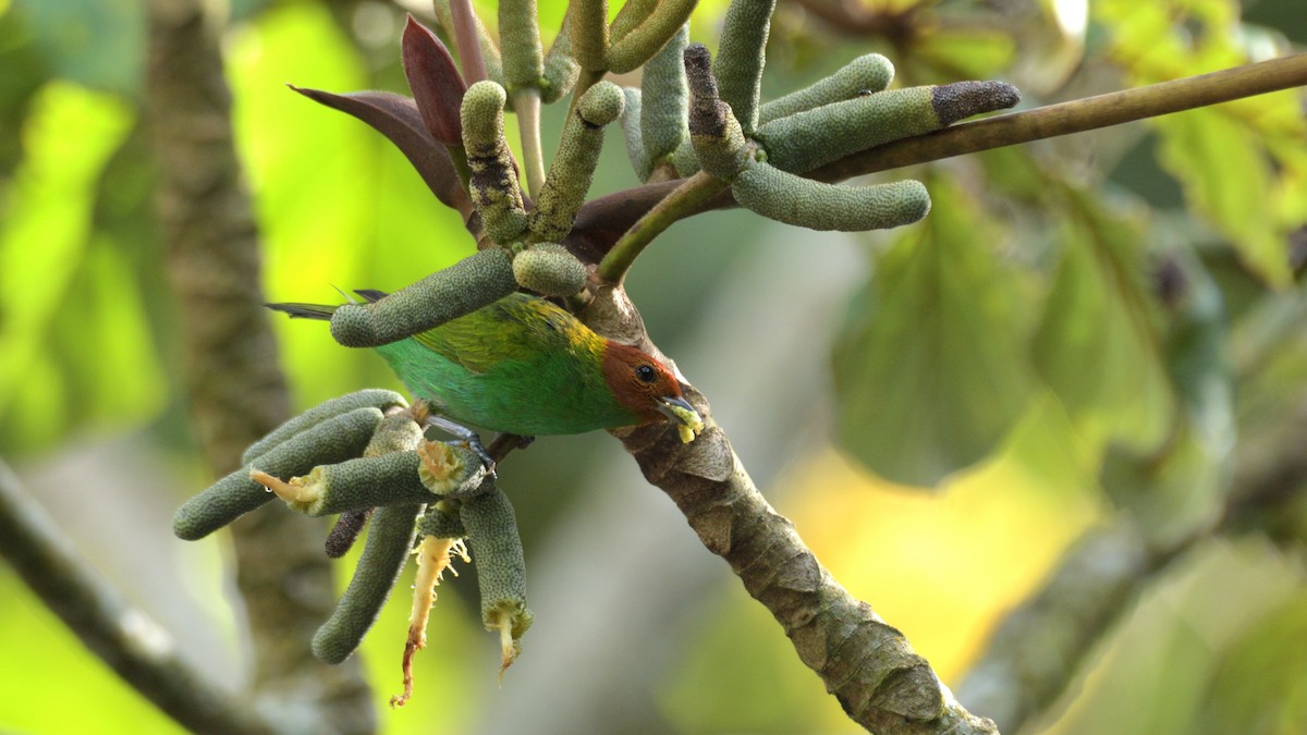 Bay-headed Tanager - ML509424571