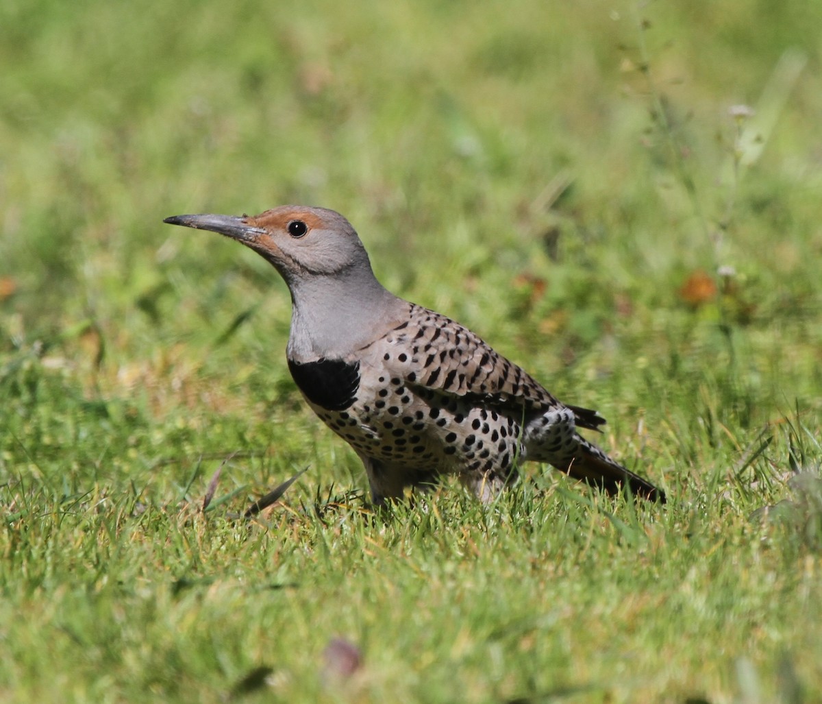 Northern Flicker (Red-shafted) - ML50942781