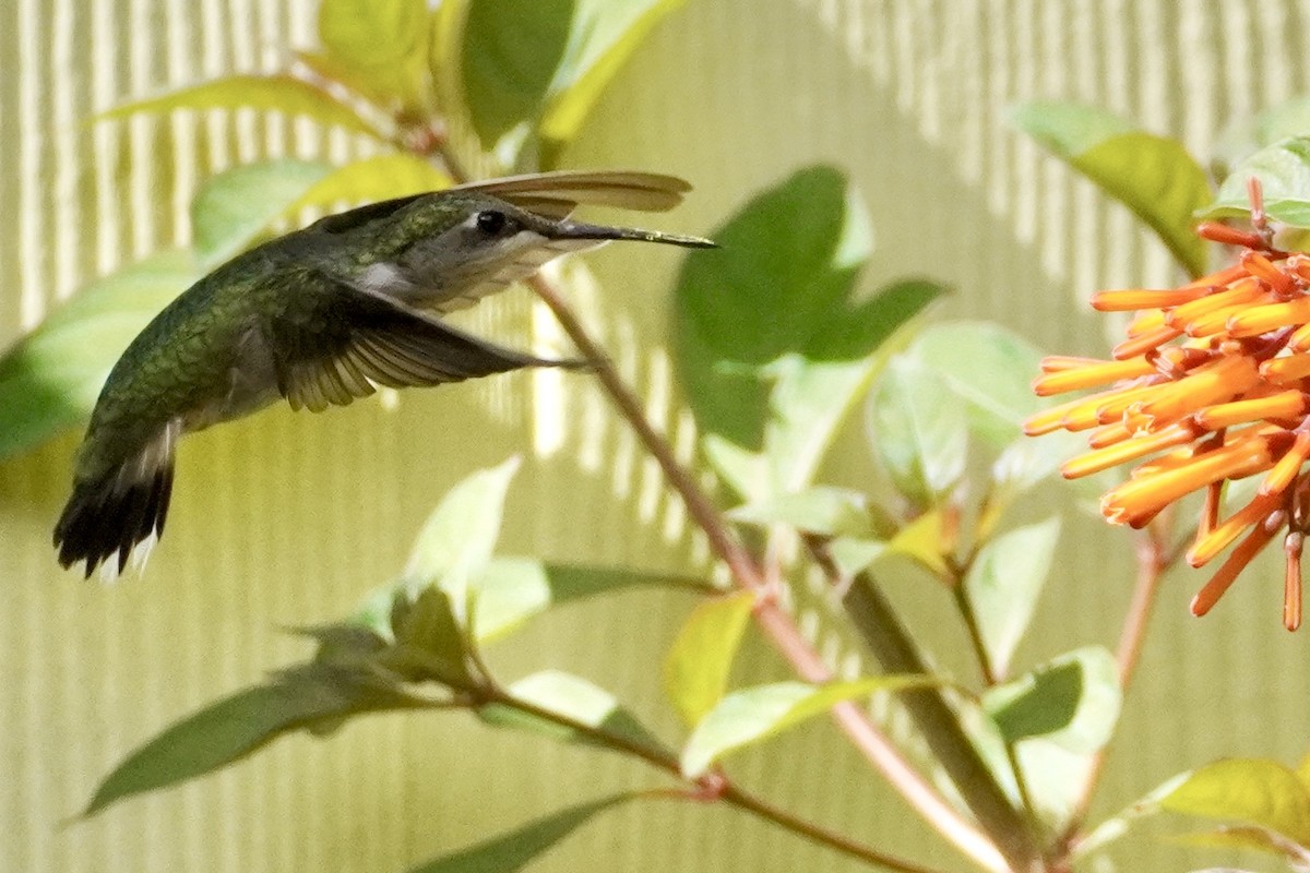 Ruby-throated Hummingbird - ML509429921