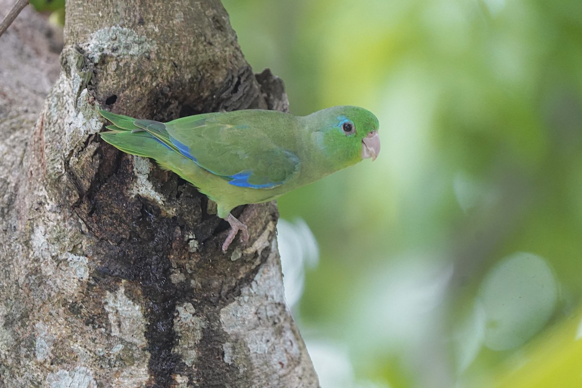 Spectacled Parrotlet - ML509430211