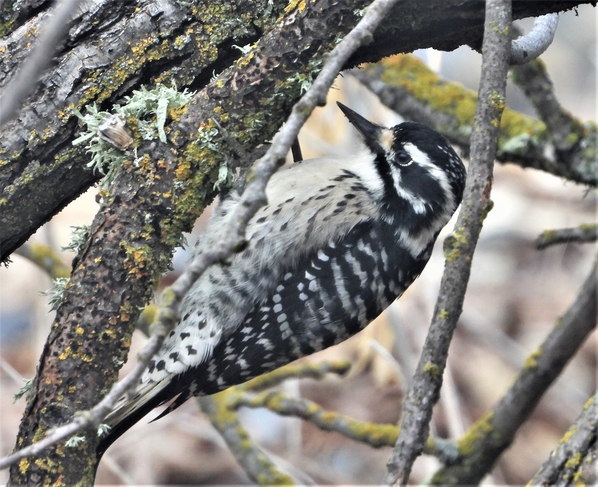 Nuttall's Woodpecker - Pair of Wing-Nuts