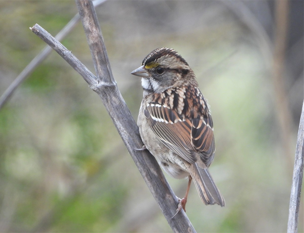 White-throated Sparrow - Pair of Wing-Nuts