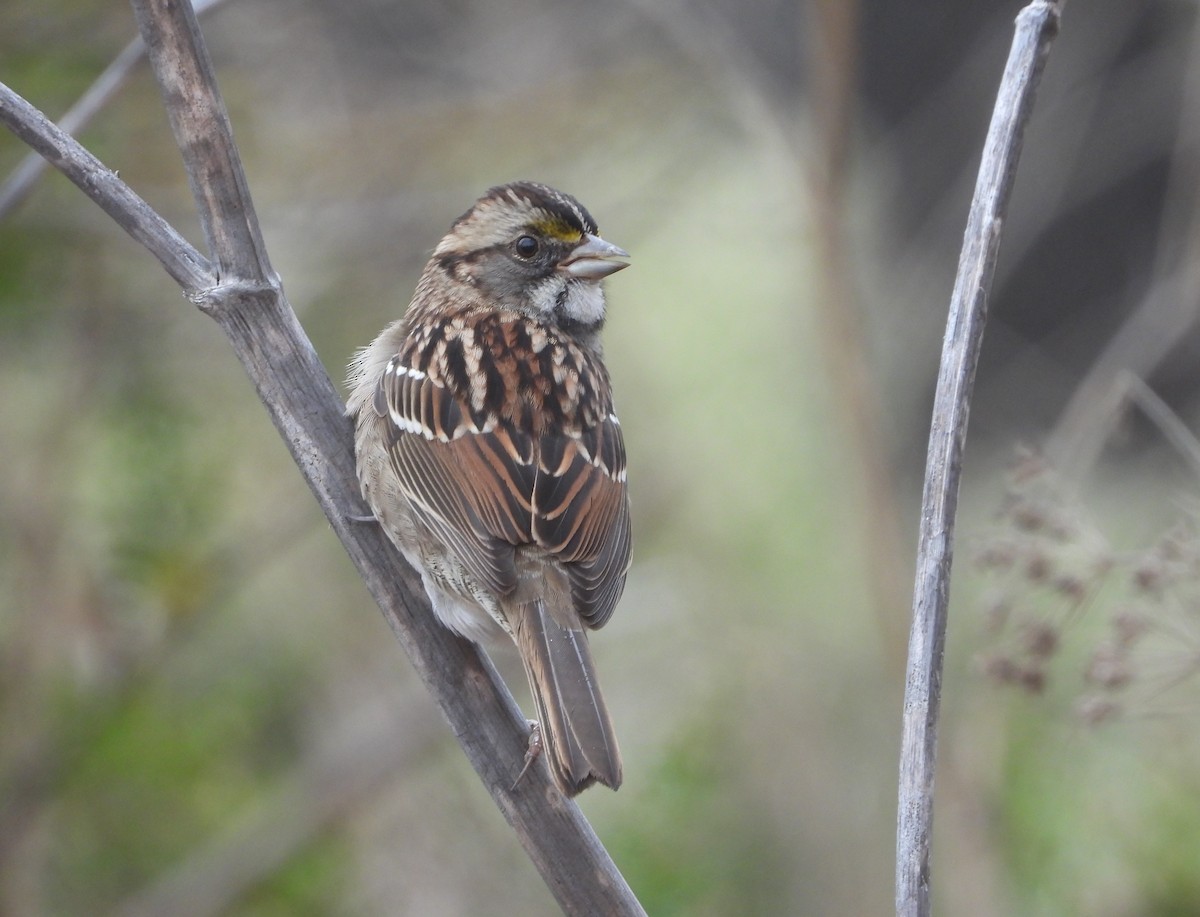 White-throated Sparrow - ML509438021