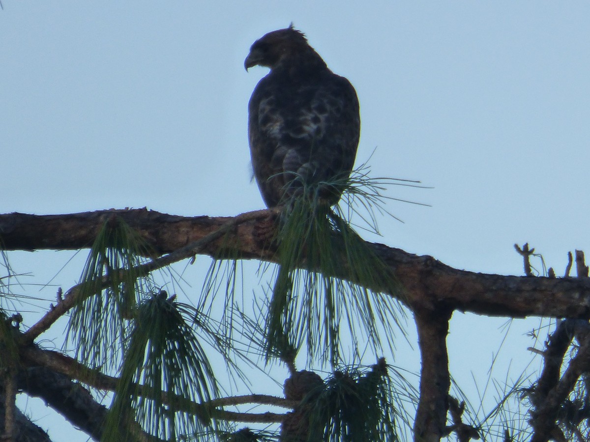 Red-tailed Hawk - ML509441161