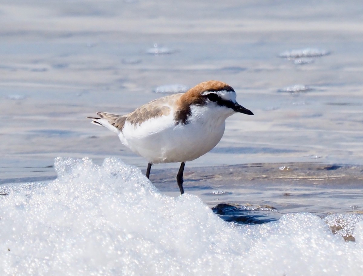 Red-capped Plover - ML509442781