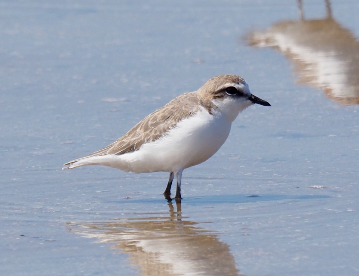 Red-capped Plover - ML509442801