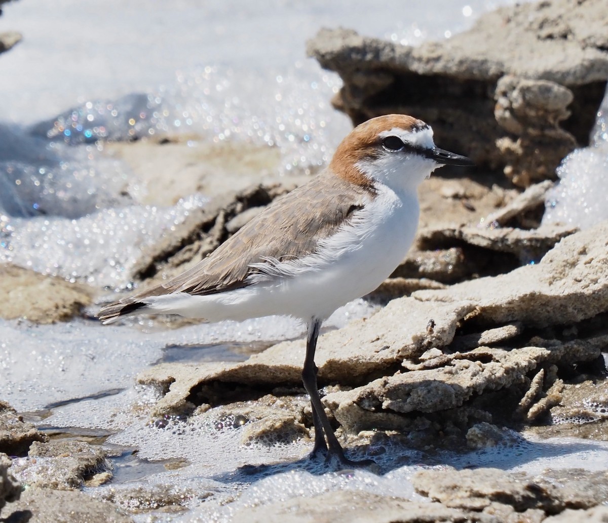 Red-capped Plover - ML509442811