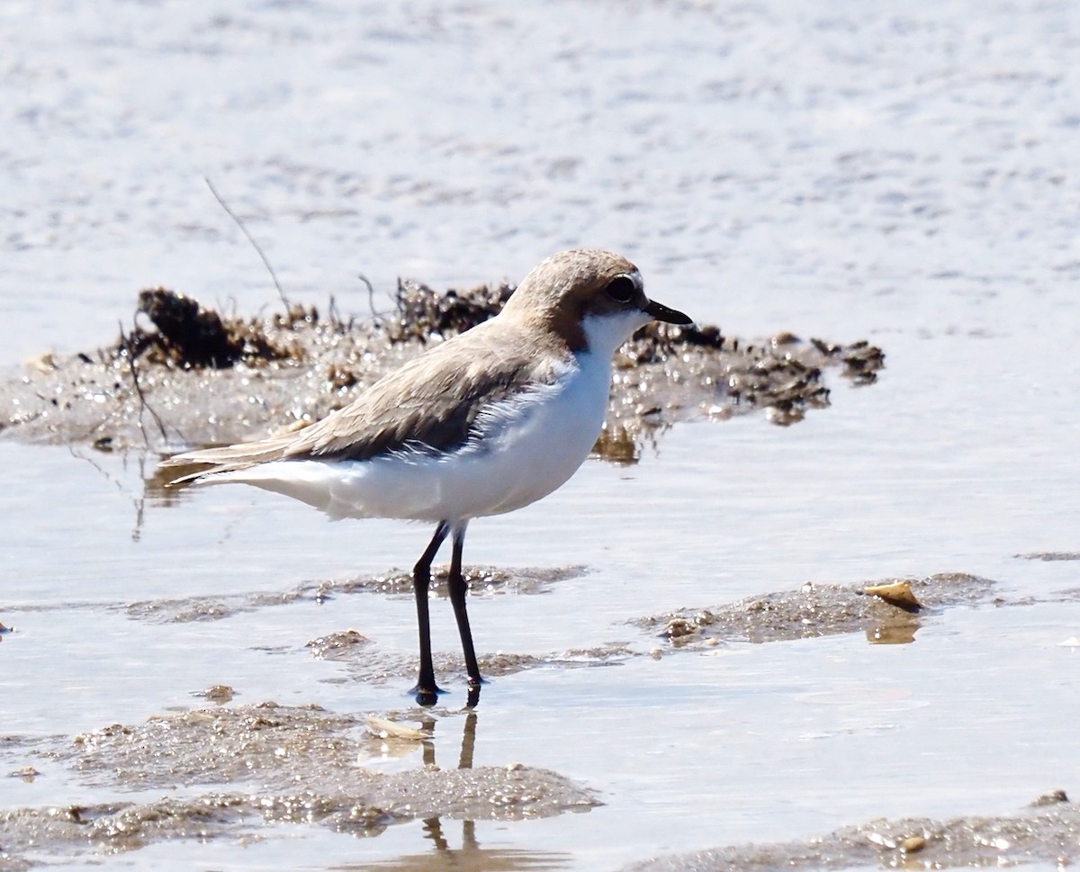 Red-capped Plover - ML509442821