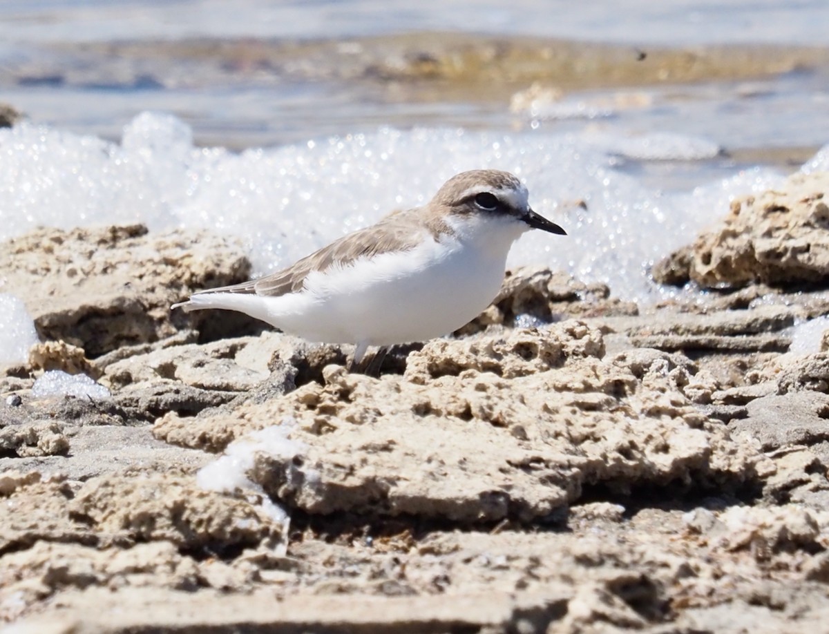 Red-capped Plover - ML509442831