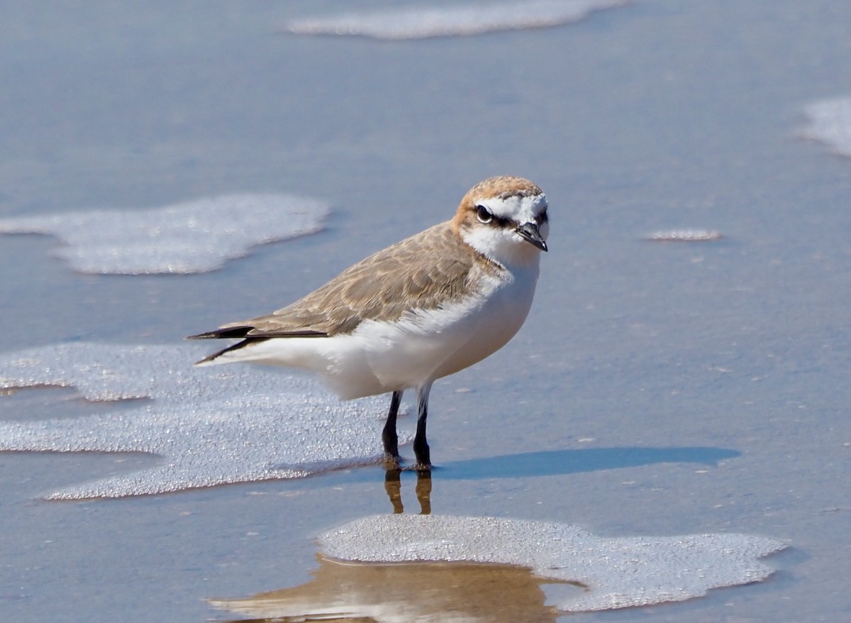 Red-capped Plover - ML509442841