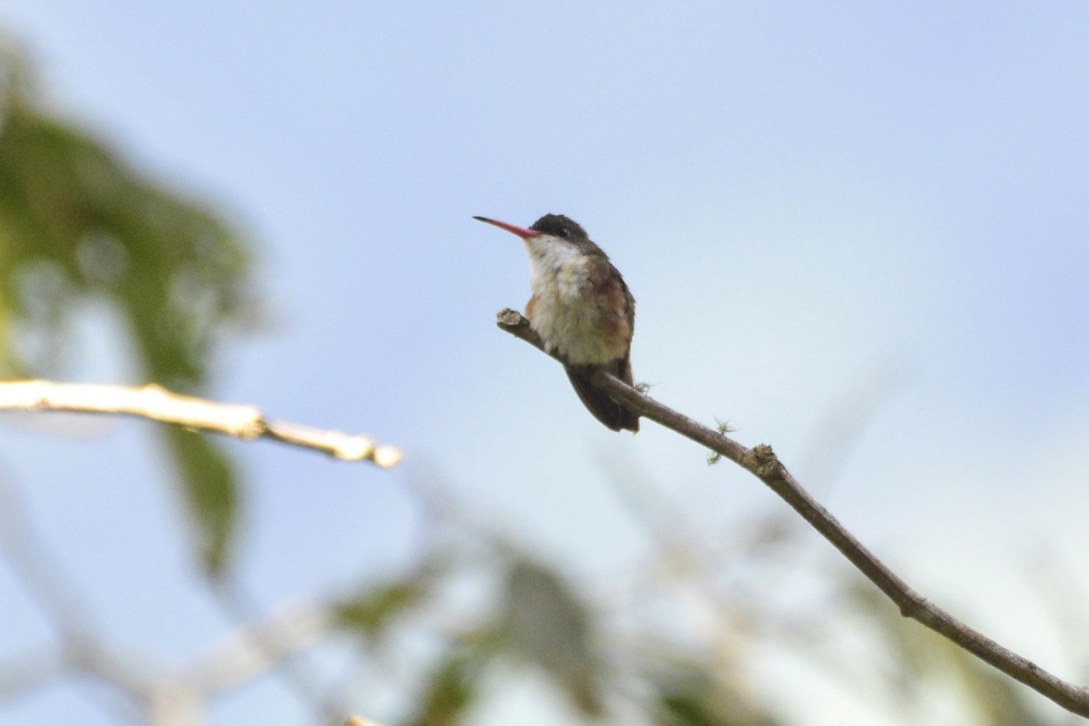 Green-fronted Hummingbird (Cinnamon-sided) - ML509444281