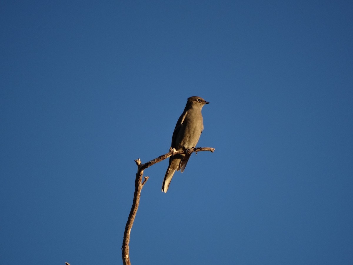 Townsend's Solitaire - ML509445781