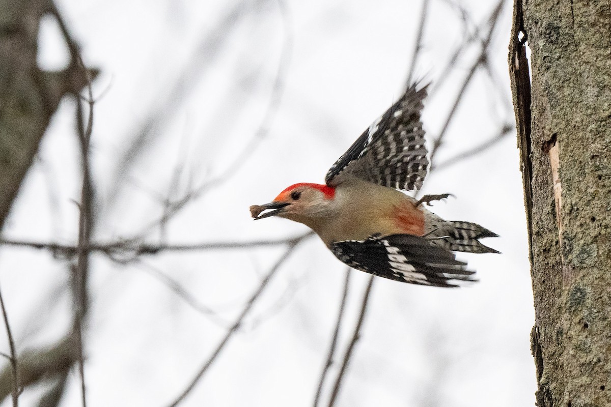 Red-bellied Woodpecker - ML509452421