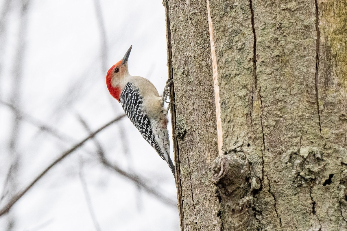 Red-bellied Woodpecker - ML509452441
