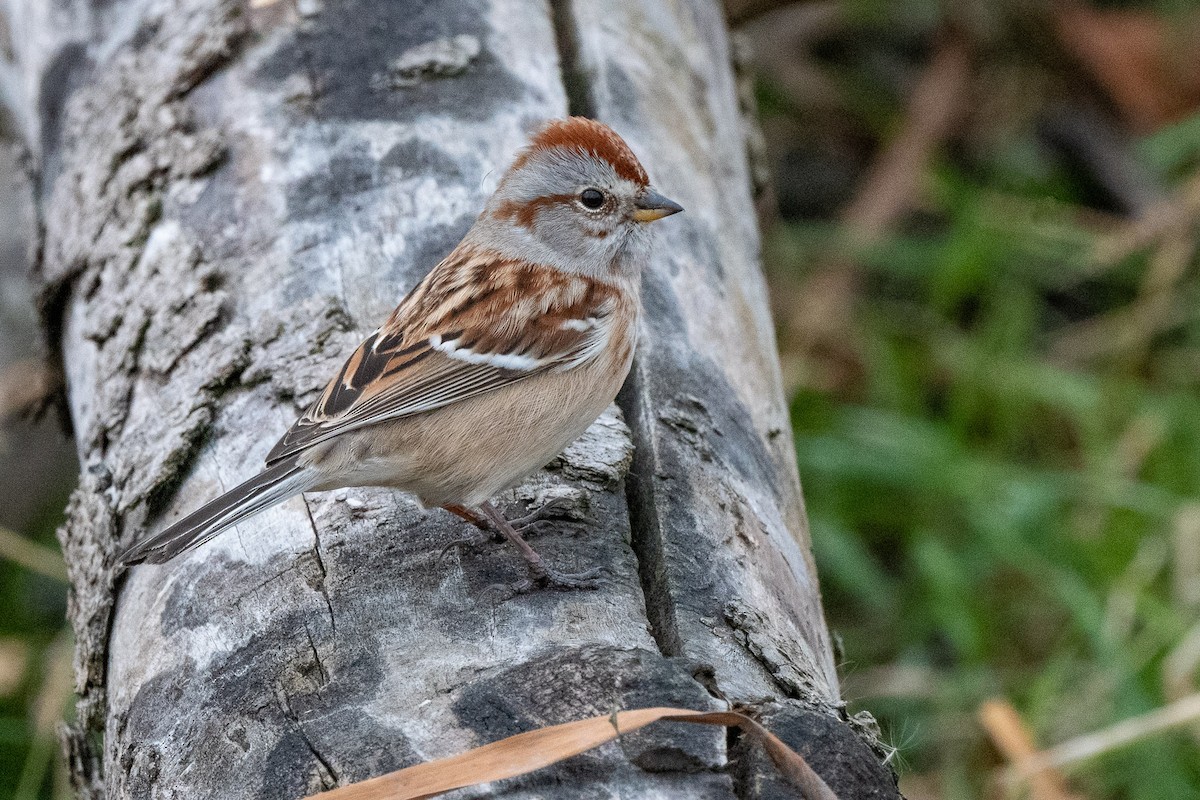 American Tree Sparrow - ML509452561