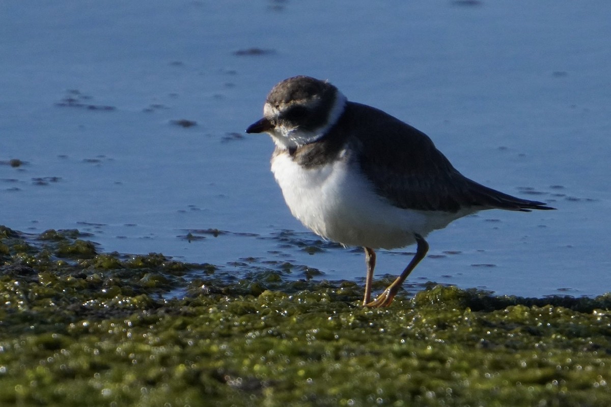 Semipalmated Plover - ML509455621