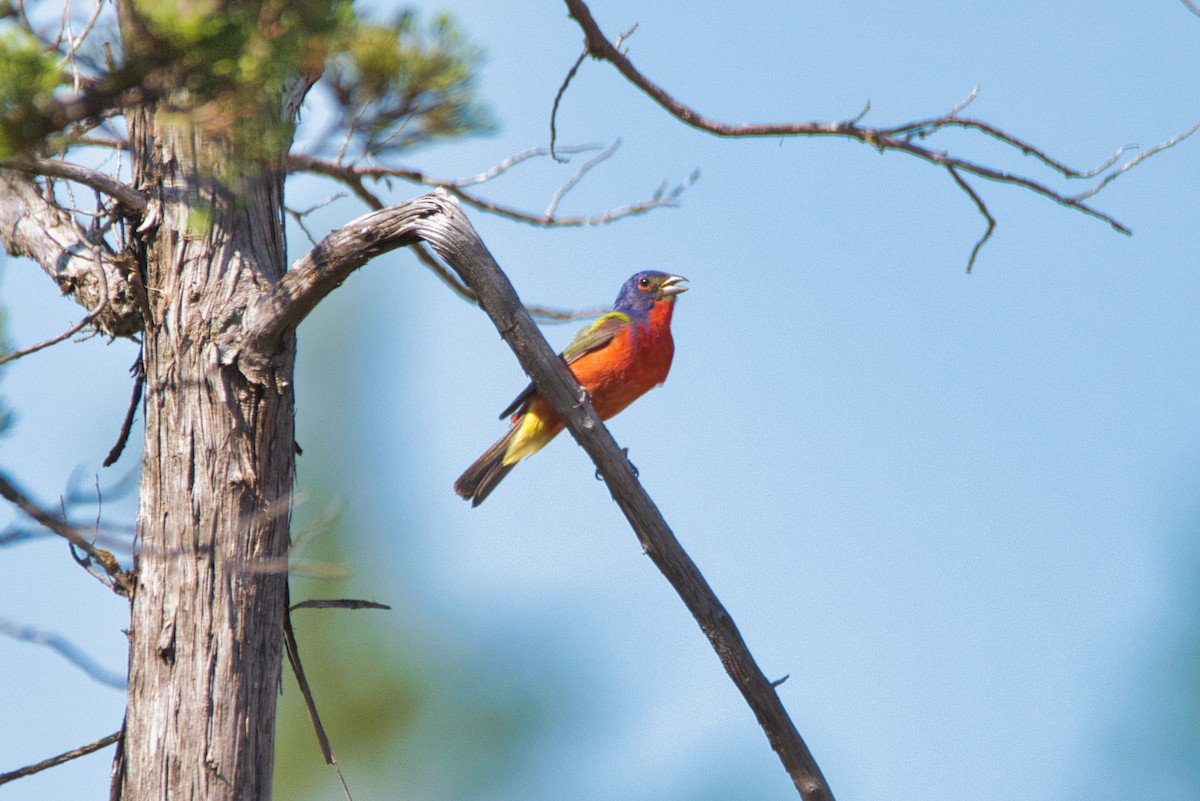 Painted Bunting - ML509460221