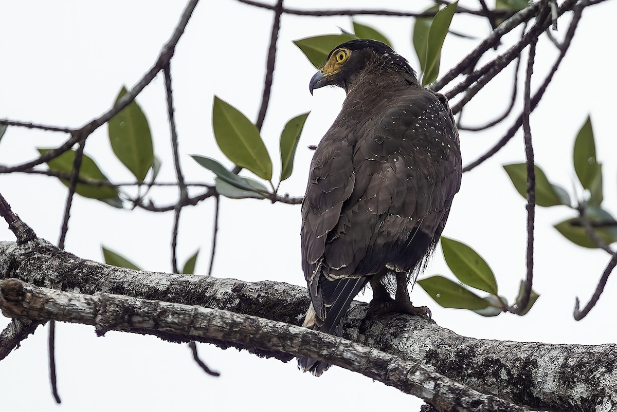 Crested Serpent-Eagle - ML509461761