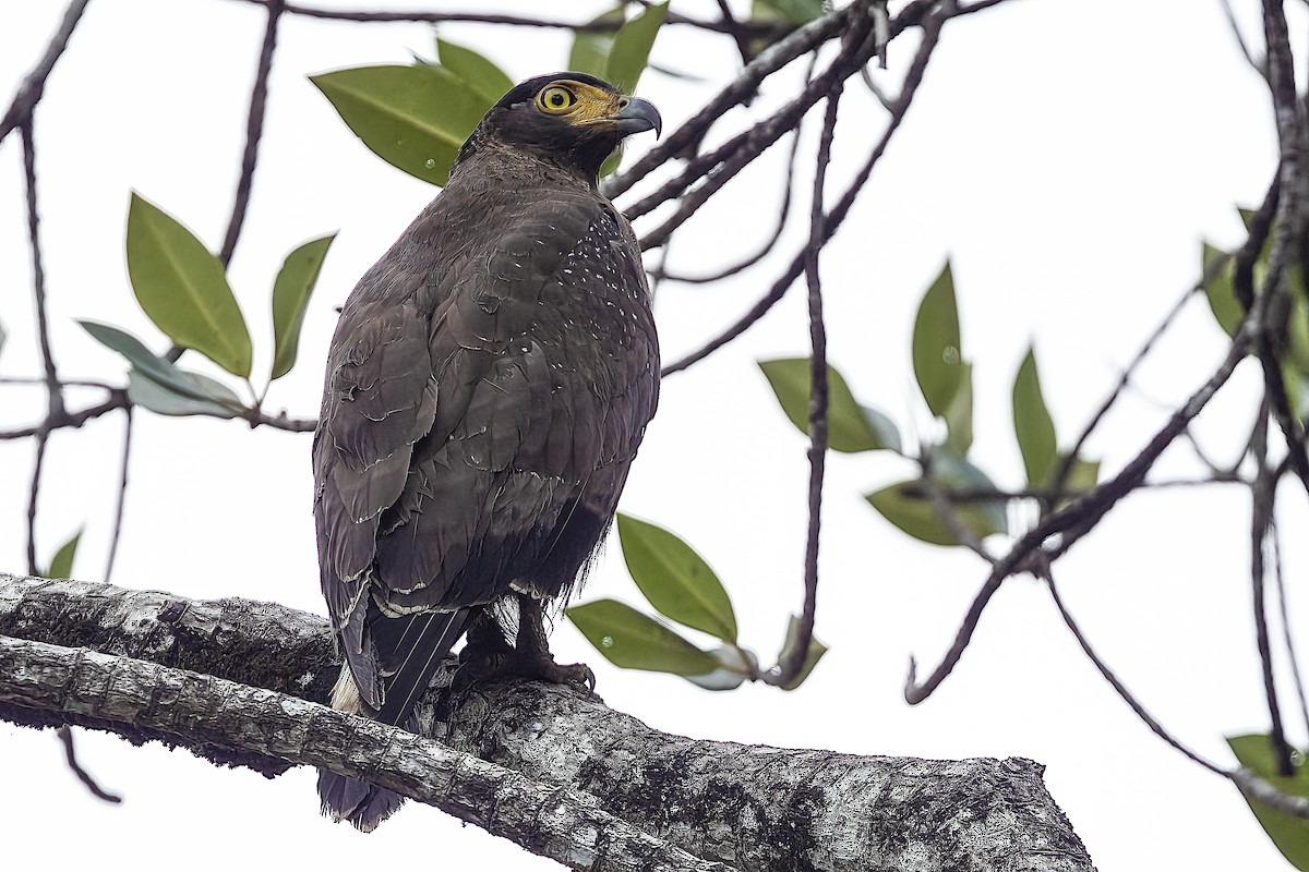 Crested Serpent-Eagle - ML509461771