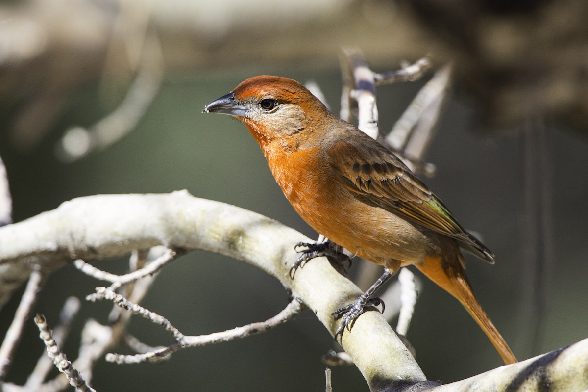 Hepatic Tanager - ML50946791