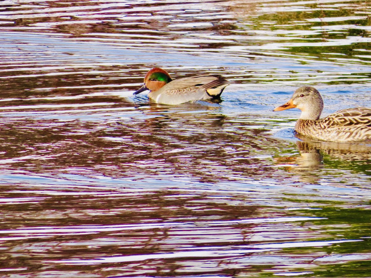 Green-winged Teal - ML509470481