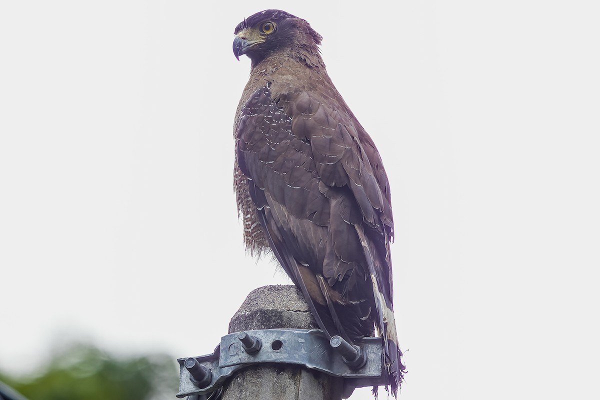 Crested Serpent-Eagle - ML509471651