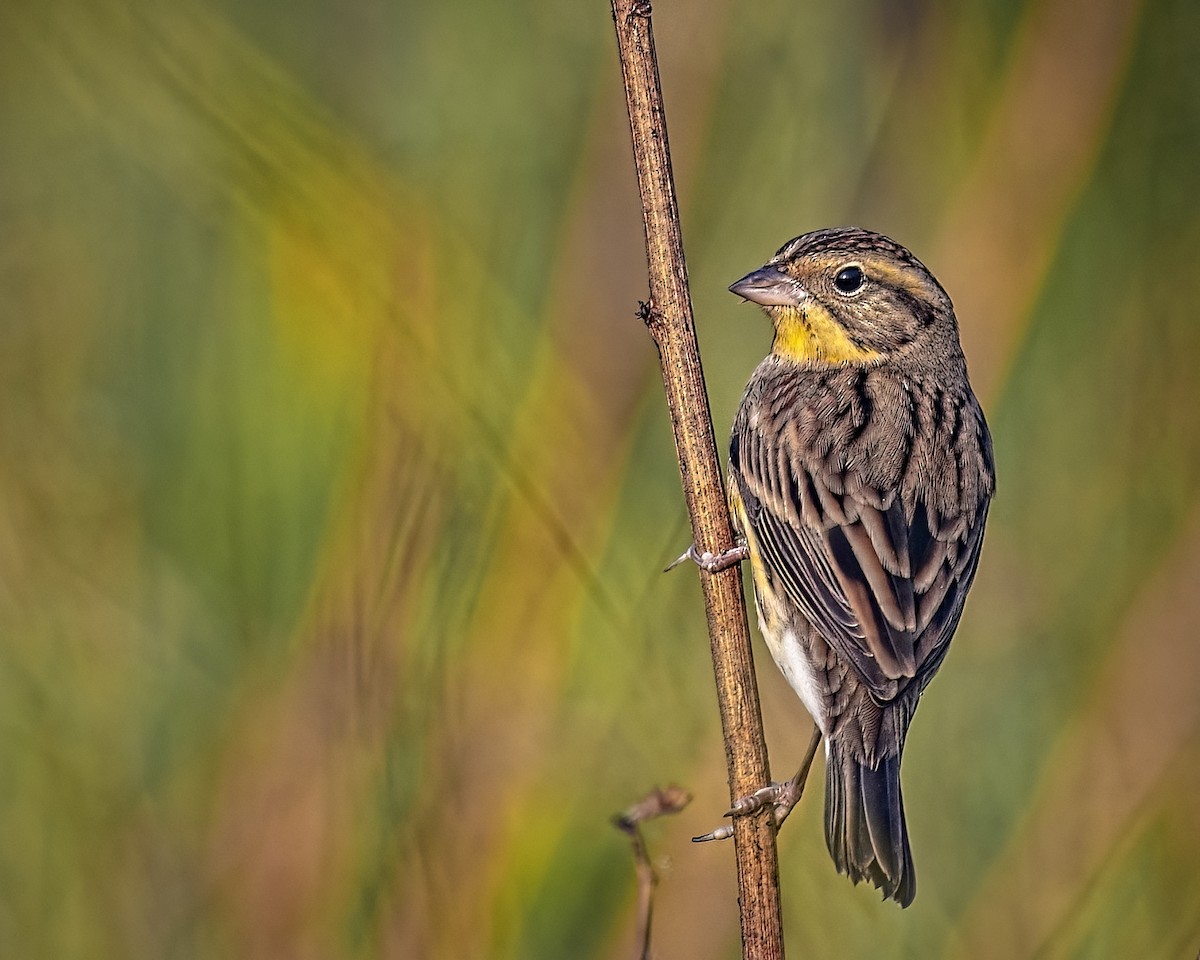 Yellow-breasted Bunting - ML509472621