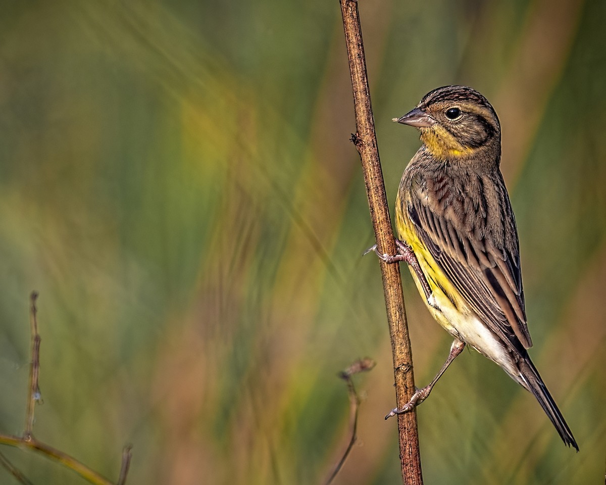 Yellow-breasted Bunting - ML509472631