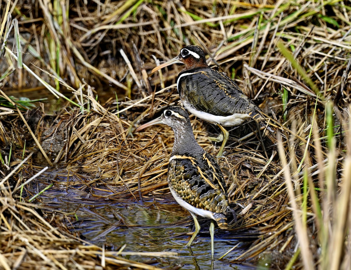 Greater Painted-Snipe - ML509475721