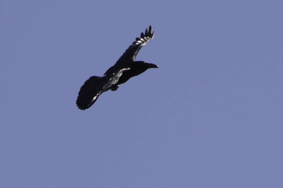 Chihuahuan Raven - ML50947681