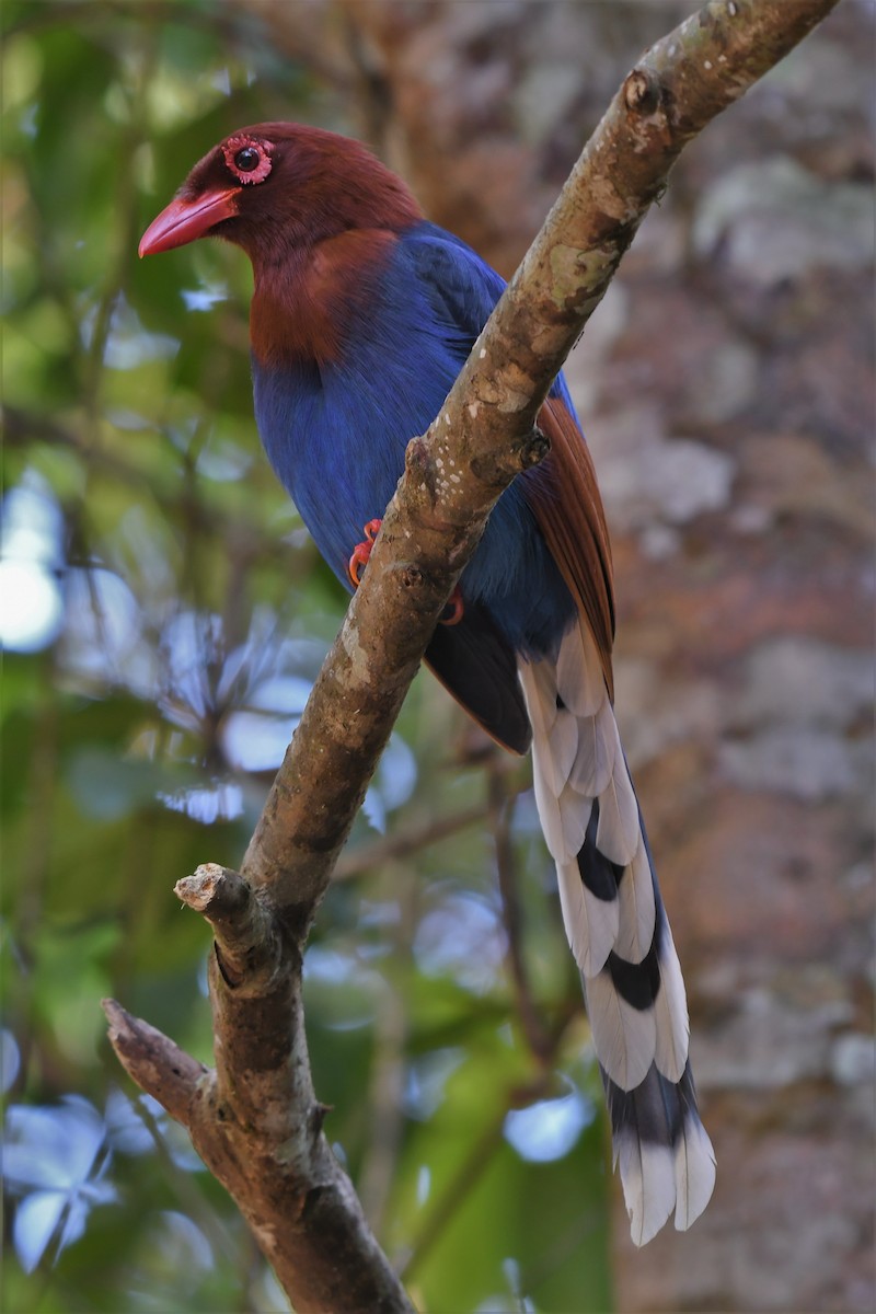 Sri Lanka Blue-Magpie - Christian Engel