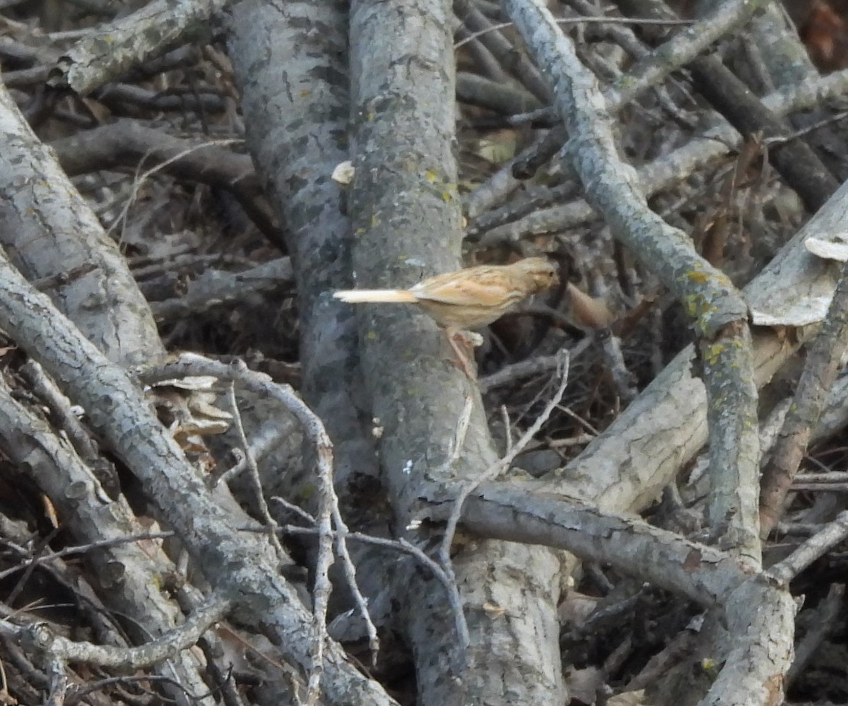 eBird Checklist 2 Dec 2022 28838 U.S. 69, Lamoni, Iowa40.623, 93.