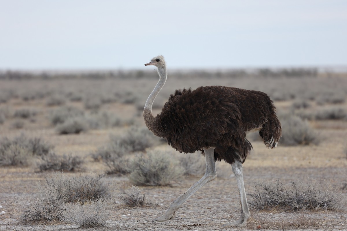 Common Ostrich - Chris Wiley