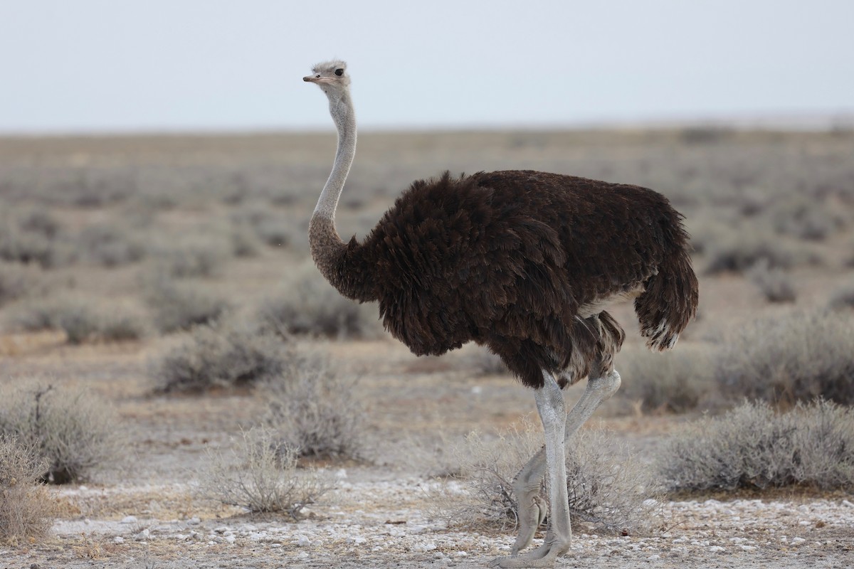 Common Ostrich - Chris Wiley